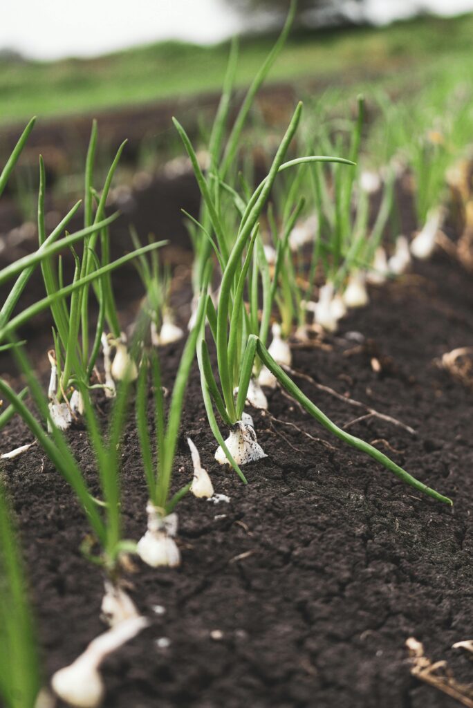 Close-up view of green onions sprouting in rich soil, showcasing organic farming and agriculture.